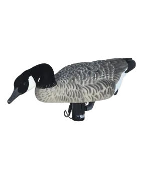 Finisher Swimmer Canada Goose